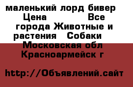 маленький лорд бивер › Цена ­ 10 000 - Все города Животные и растения » Собаки   . Московская обл.,Красноармейск г.